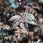 Preview: Neu! Sansho Purple Leaf (Pflanze)
