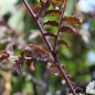 Preview: Neu! Sansho Purple Leaf (Pflanze)