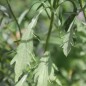 Preview: Scabiose Fata Morgana (Samen)