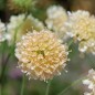 Preview: Scabiose Fata Morgana (Samen)