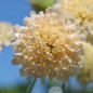 Preview: Scabiose Fata Morgana (Samen)