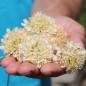 Preview: Scabiose Fata Morgana (Samen)