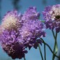 Preview: Scabiose Lavender Blue (Samen)