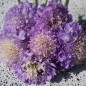 Preview: Scabiose Lavender Blue (Samen)