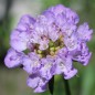Preview: Scabiose Lavender Blue (Samen)