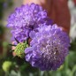 Preview: Scabiose Lavender Blue (Samen)