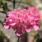 Preview: Scabiose Salmon Rose (Samen)