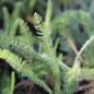 Preview: Schafgarbe Wildform (Samen)
