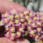 Preview: Schafgarbe Summer Pastels (Samen)