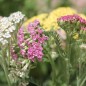 Preview: Schafgarbe Summer Pastels (Samen)