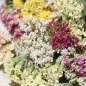 Preview: Schafgarbe Summer Pastels (Samen)