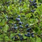Preview: Schlehe (Samen)