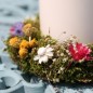 Preview: Hohes Schleierkraut Snowflake (Samen)