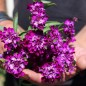 Preview: Schleifenblume Cardinal (Samen)
