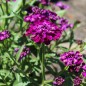 Preview: Schleifenblume Cardinal (Samen)