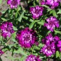 Preview: Schleifenblume Cardinal (Samen)