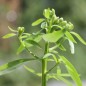 Preview: Schleifenblume Lilacina (Samen)