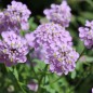 Preview: Schleifenblume Lilacina (Samen)