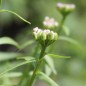 Preview: Schleifenblume Lilacina (Samen)