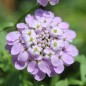 Preview: Schleifenblume Lilacina (Samen)