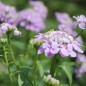 Preview: Schleifenblume Lilacina (Samen)