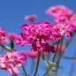 Preview: Schleifenblume Red Flash (Samen)