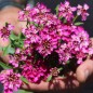 Preview: Schleifenblume Red Flash (Samen)