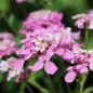 Preview: Schleifenblume Rose Cardinal (Samen)