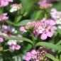 Preview: Schleifenblume Rose Cardinal (Samen)