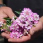Preview: Schleifenblume Rose Cardinal (Samen)