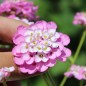 Preview: Schleifenblume Rose Cardinal (Samen)