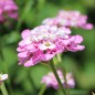 Preview: Schleifenblume Rose Cardinal (Samen)