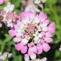 Preview: Schleifenblume Rose Cardinal (Samen)