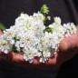 Preview: Schleifenblume White Flash (Samen)