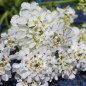 Preview: Schleifenblume White Flash (Samen)