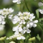 Preview: Schleifenblume White Flash (Samen)