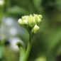 Preview: Schleifenblume White Flash (Samen)