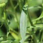 Preview: Schleifenblume White Flash (Samen)