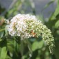 Preview: Schmetterlingsflieder White Bouquet (Samen)