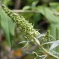 Preview: Schmetterlingsflieder White Bouquet (Samen)