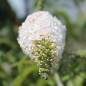Preview: Schmetterlingsflieder White Bouquet (Samen)