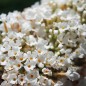 Preview: Schmetterlingsflieder White Bouquet (Samen)