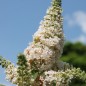 Preview: Schmetterlingsflieder White Bouquet (Samen)