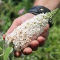 Preview: Schmetterlingsflieder White Bouquet (Samen)
