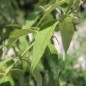 Preview: Schmetterlingsflieder White Bouquet (Samen)
