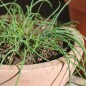 Preview: Schnittlauch Curly (Pflanze)