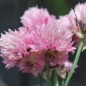 Preview: Schnittlauch Rose Water (Pflanze)