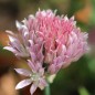 Preview: Schnittlauch Rose Water (Pflanze)