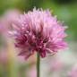 Preview: Schnittlauch Rose Water (Pflanze)