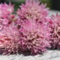 Preview: Schnittlauch Rose Water (Pflanze)